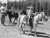 Children ride miniature horses